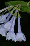 Virginia bluebells